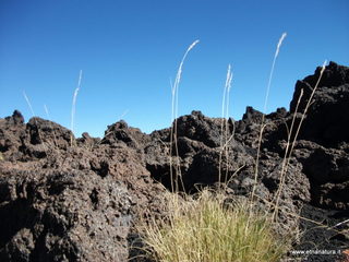 nte Pizzillo-21-10-2012 11-16-52